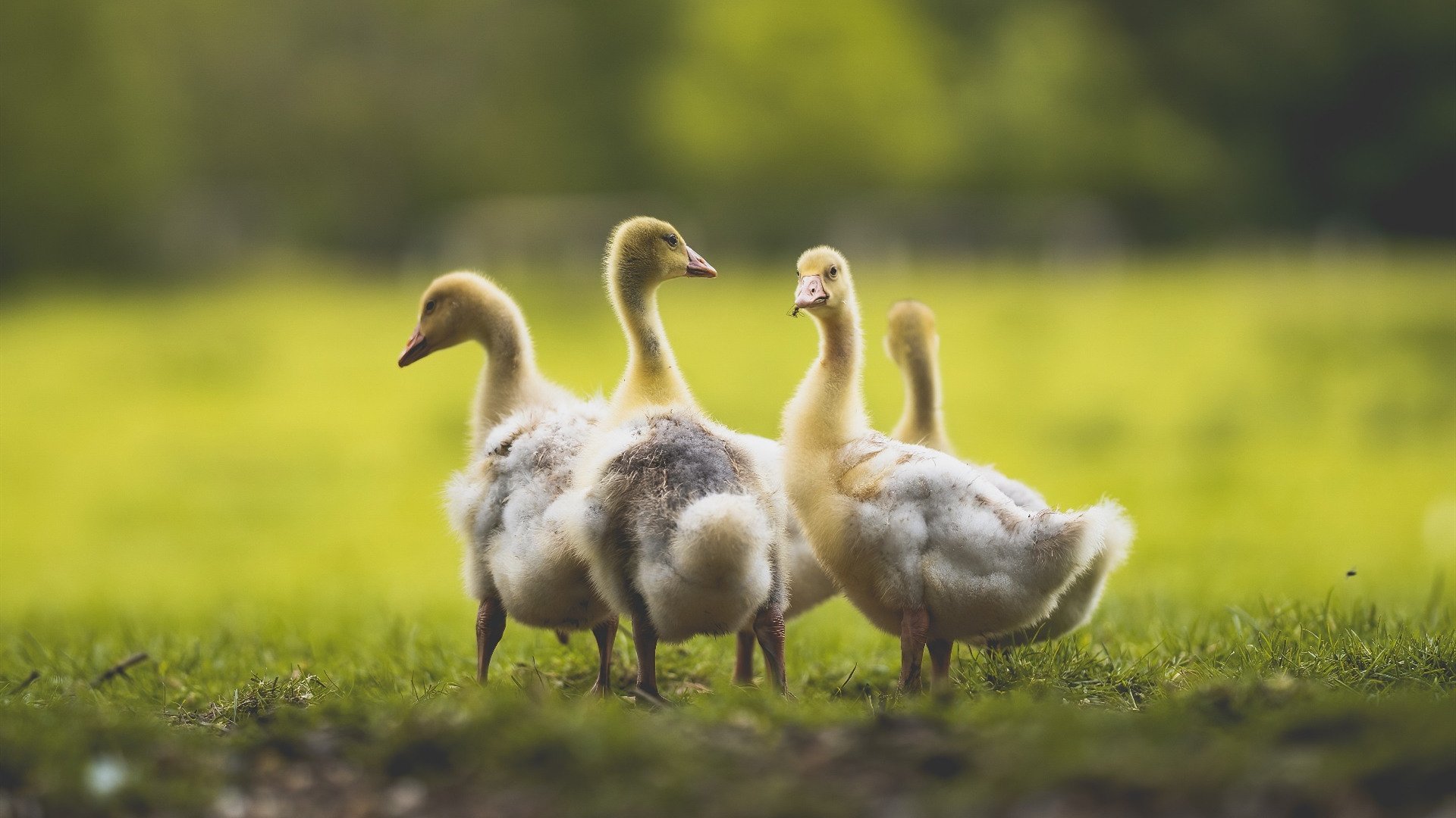 东方魔法点亮南美之夜，久保建英一传一射，助巴萨客场逆转强势晋级