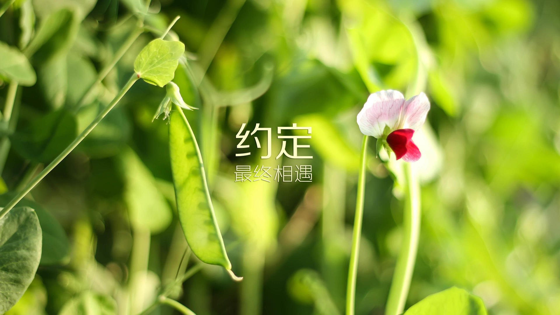 当CBA邂逅NBA,一场无法复刻的传奇—马克西攻防封神,深圳队缔造唯一性时刻