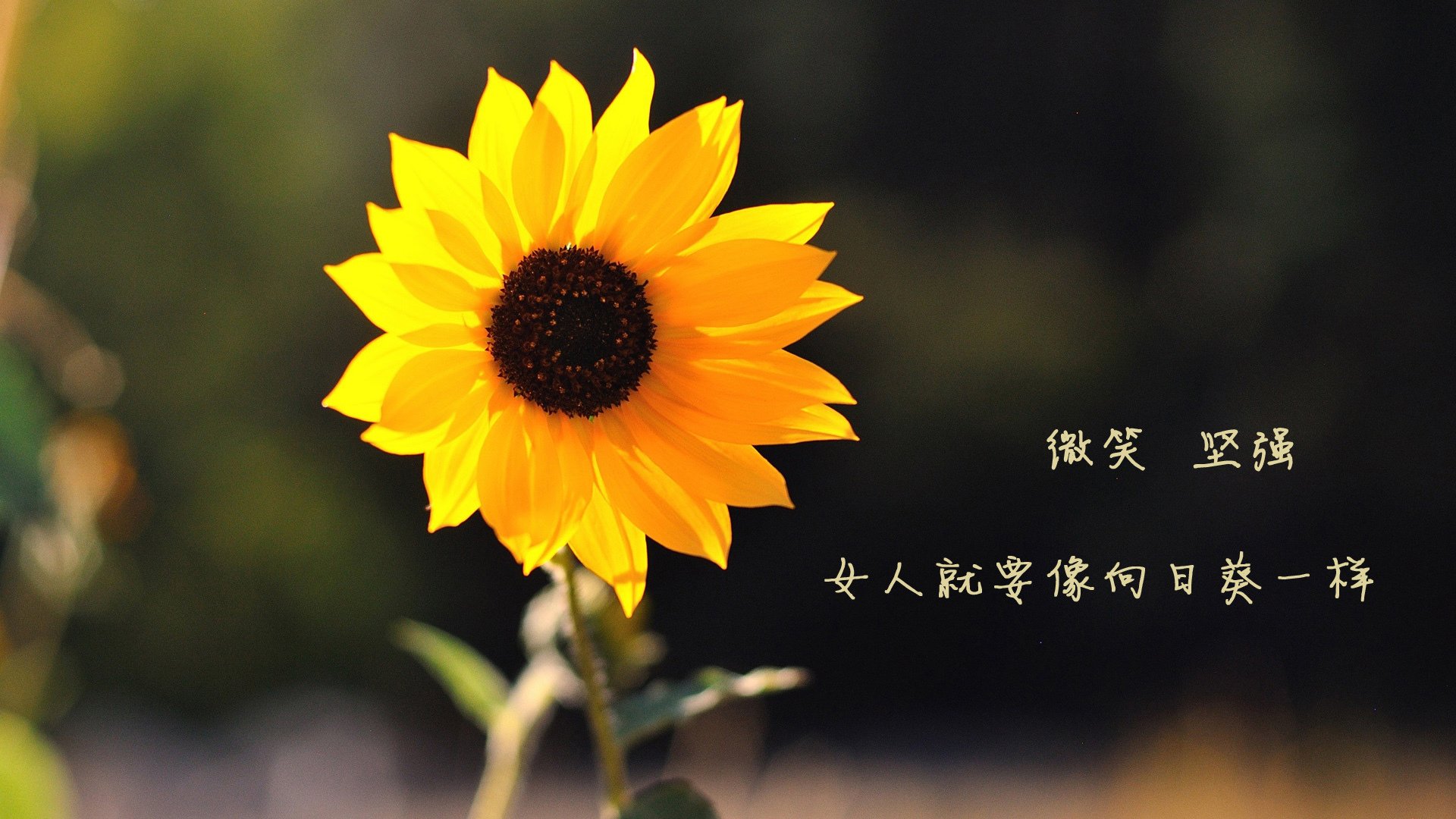 华体会登陆-蓝衣折戟，南美之焰，2026世界杯H组，秘鲁如何用战术与意志压制意大利，莱万独舞成破局之光