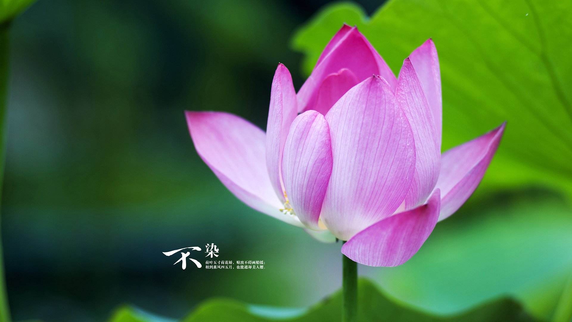 华体会网址-绝杀之夜，橙衣军魂，范戴克擎天立柱，斯洛伐克刺破捷克铁骑，世界杯头名之争书写唯一剧本